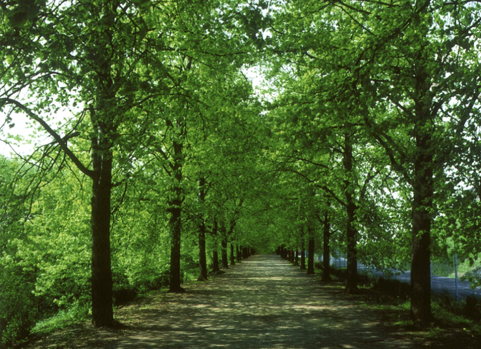 Kauf eines Grundstücks, Anfahrt mit Allee