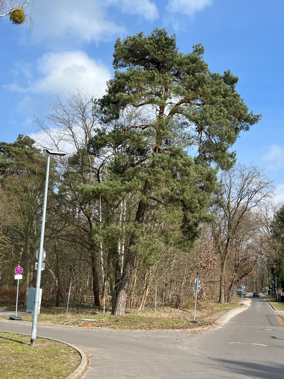 Umgebung Wald, Falkensee 