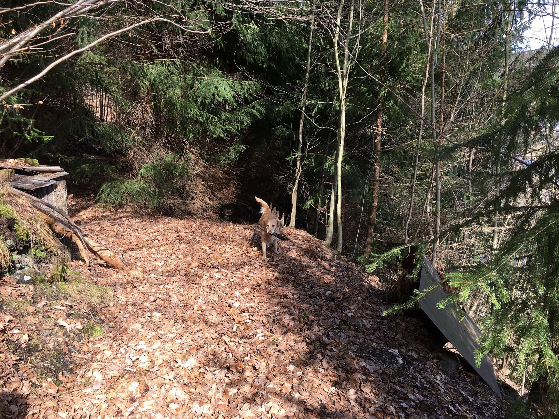 sich anschließender Wald, Chemnitz (Einsiedel)