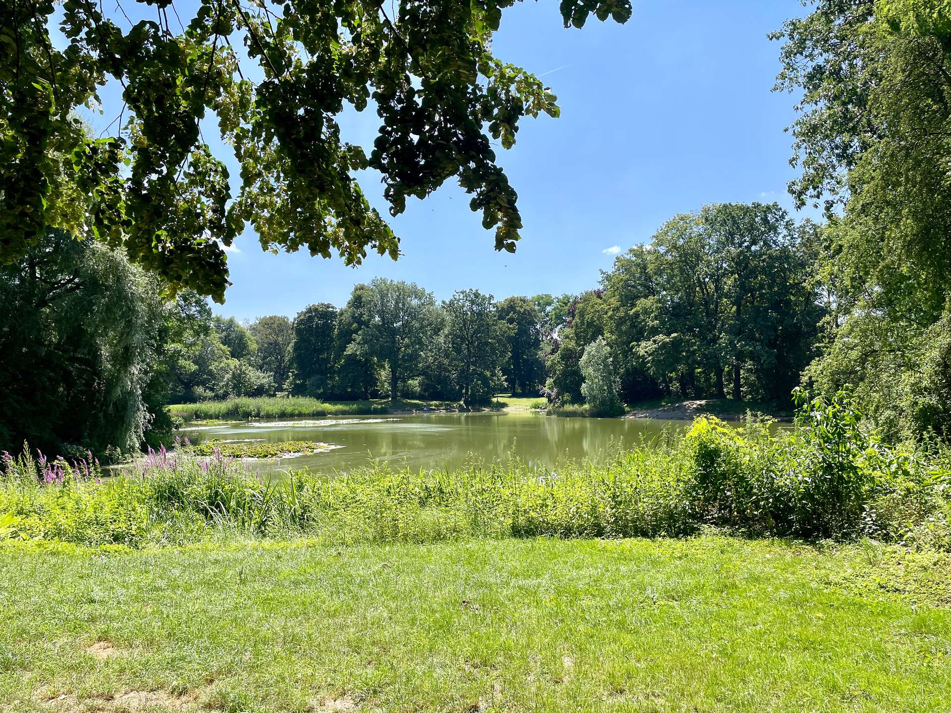 Seerosenteich im Stünzer Park, Leipzig (Sellerhausen-Stünz)